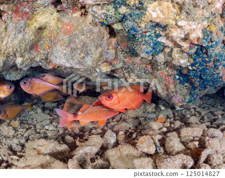 水下洞穴中的黃鰭鯖魚、蝴蝶魚、緋鯕魚、紅鯛魚、箱魨和其他魚類群。比里佐海灘 125014827