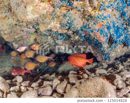 A school of sesame-finned stingrays, butterflyfish, goatfish, red groupers, boxfish and other fish in an underwater cave. Hirizo Beach 125014828