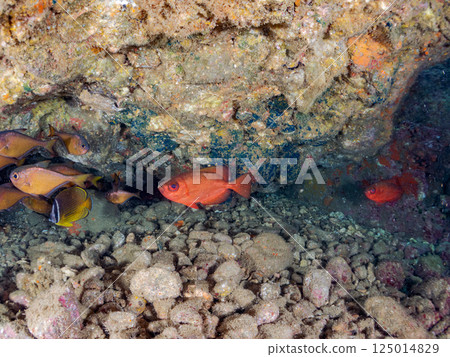 A school of sesame-finned stingrays, butterflyfish, goatfish, red groupers, boxfish and other fish in an underwater cave. Hirizo Beach 125014829