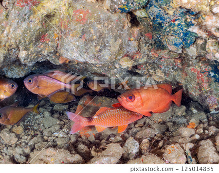 水下洞穴中的黃鰭鯖魚、蝴蝶魚、緋鯕魚、紅鯛魚、箱魨和其他魚類群。比里佐海灘 125014835