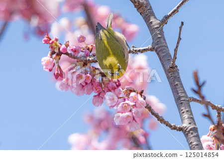A Japanese white-eye perched on a cherry blossom branch with a blue sky in the background A Japanese white-eye perched on a cherry blossom branch with a blue sky in the background 125014854