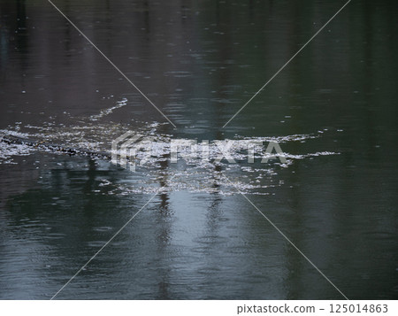 雨中飄舞的櫻花花瓣和平靜的水面 125014863