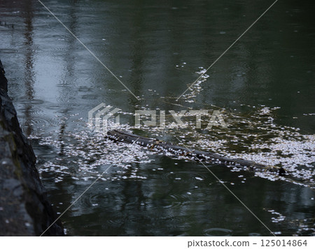 雨中,櫻花花瓣和浮木漂浮在水面上 雨中,櫻花花瓣和浮木漂浮在水面上 125014864