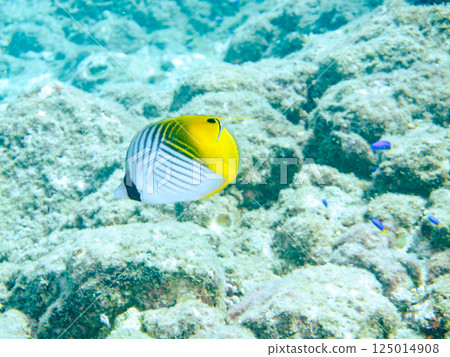 Adult Threadfin Butterflyfish. Hirizohama Nakagi Minamiizu Town Izu Peninsula Shizuoka Prefecture 2024 125014908