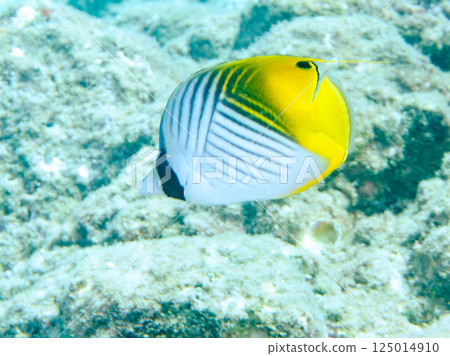 一條成年的線鰭蝴蝶魚。 Hirizohama Nakagi 南伊豆鎮 伊豆半島 靜岡縣 2024 一條成年的線鰭蝴蝶魚。 Hirizohama Nakagi 南伊豆鎮 伊豆半島 靜岡縣 2024 125014910