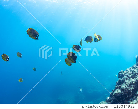 一群蝴蝶魚和其他魚。 Hirizohama Nakagi 南伊豆鎮 伊豆半島 靜岡縣 2024 一群蝴蝶魚和其他魚。 Hirizohama Nakagi 南伊豆鎮 伊豆半島 靜岡縣 2024 125014952