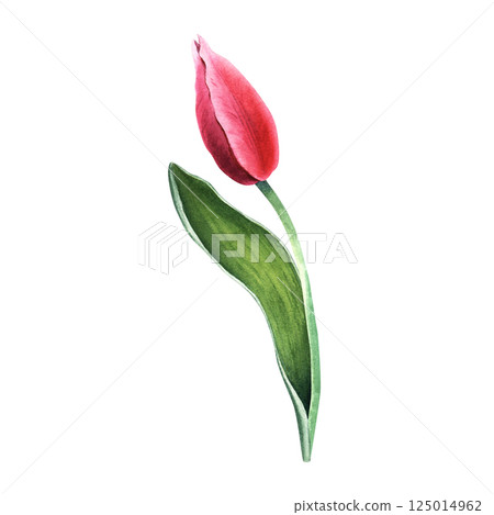 Pink flower tulip bud, button. Hand drawn botanical watercolor illustration isolated on white background. For clip art cards invitation Pink flower tulip bud, button. Hand drawn botanical watercolor illustration isolated on white background. For clip art cards invitation 125014962