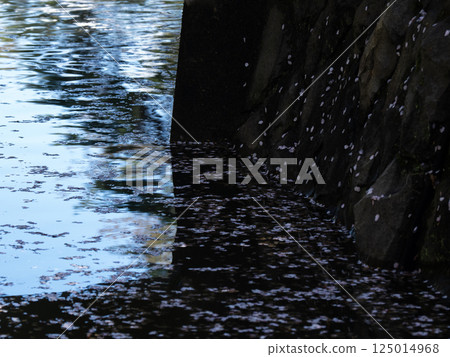Cherry blossoms falling on the stone wall and the water surface shimmering with light 125014968