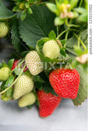 Fresh strawberries full of fruit in the strawberry garden 125015002