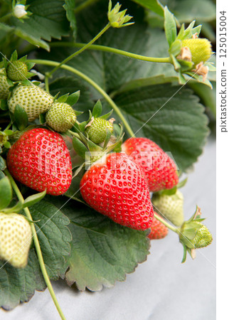 花園裡草坪的實際效果,特別視頻 花園裡草坪的實際效果,特別視頻 125015004