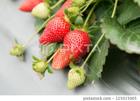 花園裡草坪的實際效果,特別視頻 花園裡草坪的實際效果,特別視頻 125015005