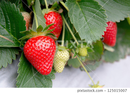 The actual result of the grass in the garden, the special video The actual result of the grass in the garden, the special video 125015007