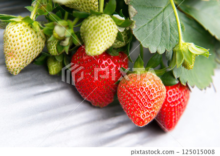 草莓園裡果實飽滿的新鮮草莓 125015008