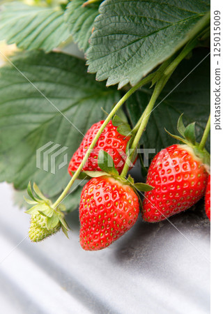 Fresh strawberries full of fruit in the strawberry garden 125015009