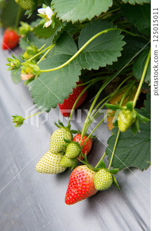 The actual result of the grass in the garden, the special video The actual result of the grass in the garden, the special video 125015011