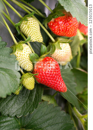 花園裡草坪的實際效果，特別視頻 125015013