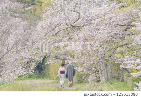 京都鴨川櫻花盛開 京都鴨川櫻花盛開 125015080