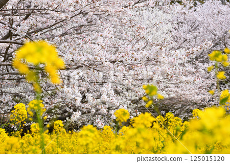 Sakura and rape flower Sakura and rape flower 125015120