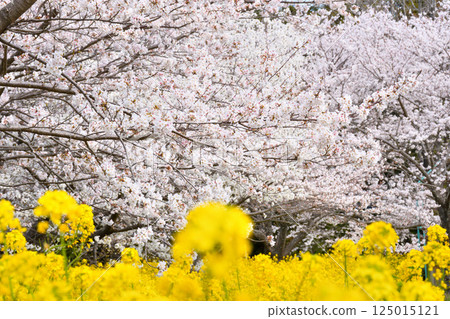 Sakura and rape flower Sakura and rape flower 125015121