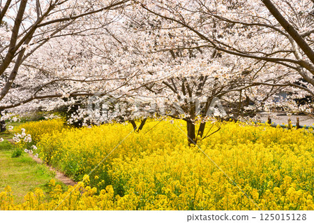 Sakura and rape flower Sakura and rape flower 125015128