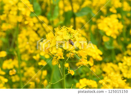 Sakura and rape flower 125015150