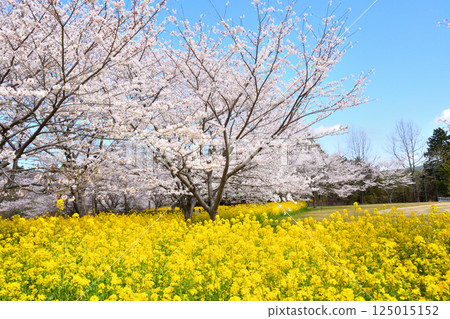 Sakura and rape flower 125015152