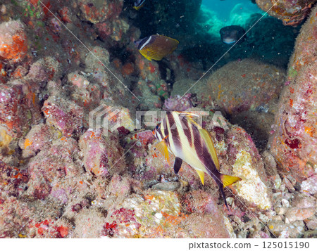 A school of chelonian fish, stingray pufferfish, butterflyfish and other fish in an underwater cave. Hirizohama, Nakagi, Minamiizu Town, Izu Peninsula, Shizuoka Prefecture 125015190