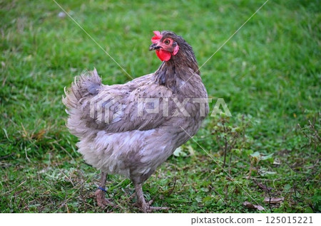 Hens on the farm. Concept for animals and agriculture. Hens on the farm. Concept for animals and agriculture. 125015221