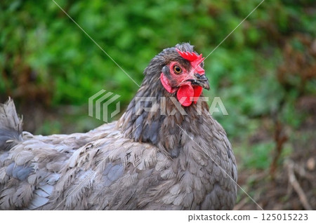 Hens on the farm. Concept for animals and agriculture. 125015223