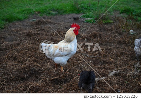 Hens on the farm. Concept for animals and agriculture. 125015226