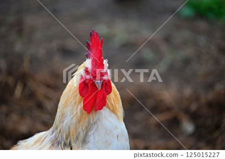 Hens on the farm. Concept for animals and agriculture. 125015227