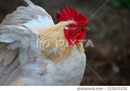 Hens on the farm. Concept for animals and agriculture. 125015228