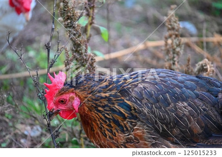 Hens on the farm. Concept for animals and agriculture. 125015233