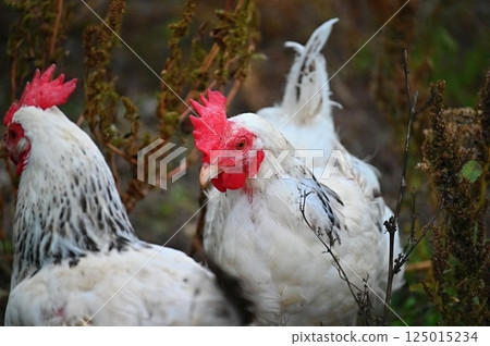 Hens on the farm. Concept for animals and agriculture. 125015234