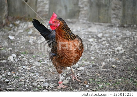 Hens on the farm. Concept for animals and agriculture. 125015235
