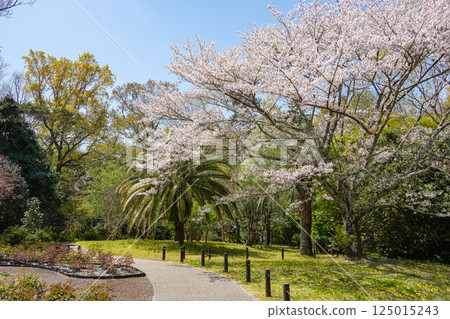 Cherry blossoms of Ise Miyakawa Tsutsumi 125015243
