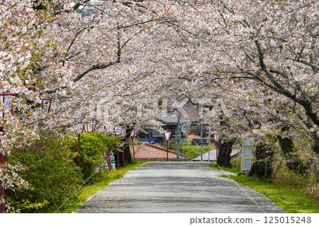 Ise Miyakawa Tsutsumi的櫻花 125015248