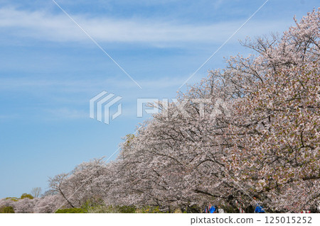 Cherry blossoms of Ise Miyakawa Tsutsumi 125015252