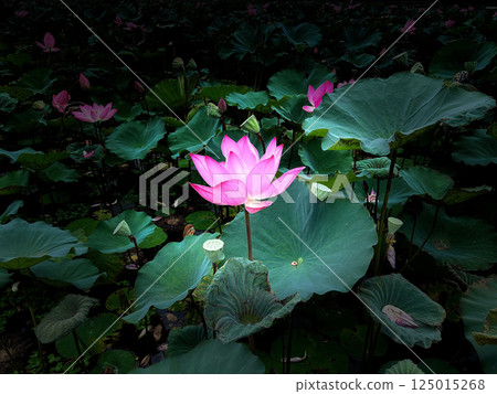 Flowers blooming in the lotus pond 125015268