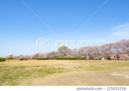 Cherry blossoms of Ise Miyakawa Tsutsumi 125015316
