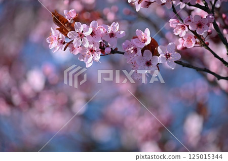 Spring background. Beautiful colorful blooming spring tree. Japanese cherry - Sakura. Nature background. Spring background. Beautiful colorful blooming spring tree. Japanese cherry - Sakura. Nature background. 125015344