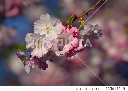 Blossom tree. Nature background. Sunny day. Spring flowers. Beautiful Orchard. Abstract blurred background. Springtime. Blossom tree. Nature background. Sunny day. Spring flowers. Beautiful Orchard. Abstract blurred background. Springtime. 125015349