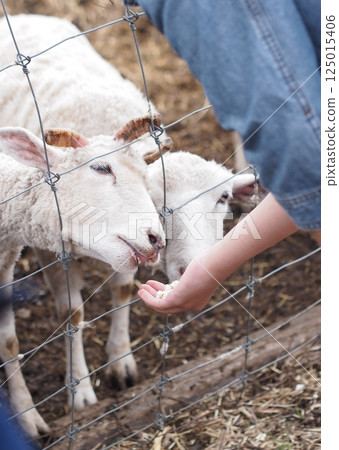 A woman feeding goats on a farm A woman feeding goats on a farm 125015406