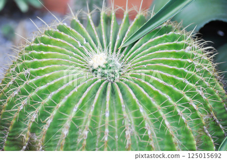 Parodia magnifica or cactus plant or succulent 125015692