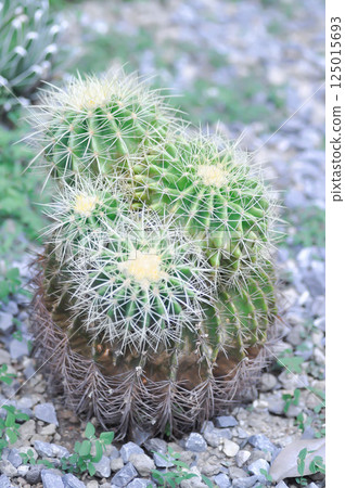 Golden barrel cactus or cactus plant or succulent 125015693