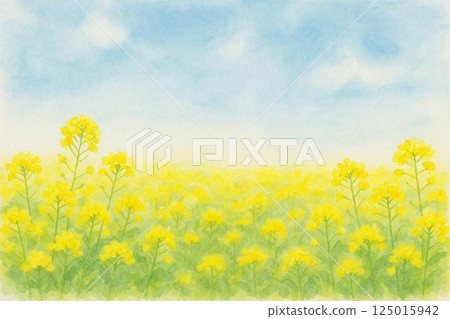 Rapeseed field 125015942