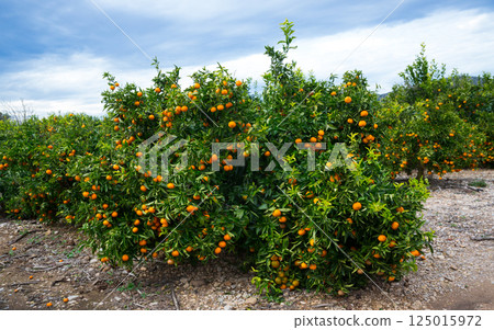 Tangerines trees with ripe fruits Tangerines trees with ripe fruits 125015972