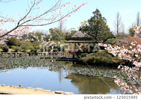 Spring scenery of Kanno Park in Saga (popular tourist spot and cherry blossom viewing spot) Spring scenery of Kanno Park in Saga (popular tourist spot and cherry blossom viewing spot) 125015995