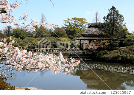 Spring scenery of Kanno Park in Saga (popular tourist spot and cherry blossom viewing spot) 125015997