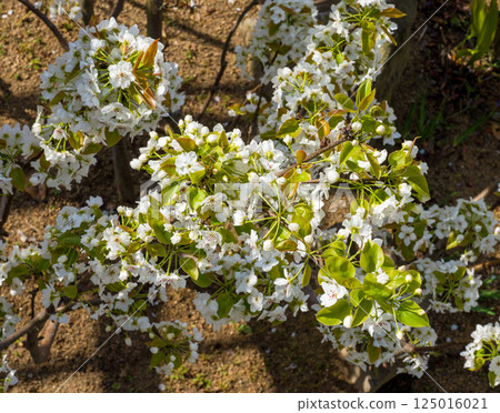 Blossoms of pear tree in spring time. Blossoms of pear tree in spring time. 125016021